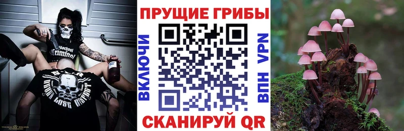 где можно купить наркотик  Евпатория  Псилоцибиновые грибы мицелий 